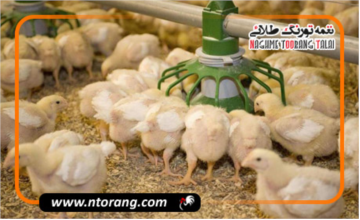 تولید گوشت مرغ در قم ۲۵ درصد افزایش یافت